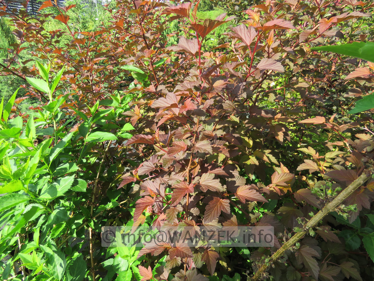 Physocarpus opulifolius Lady In Red 02.JPG